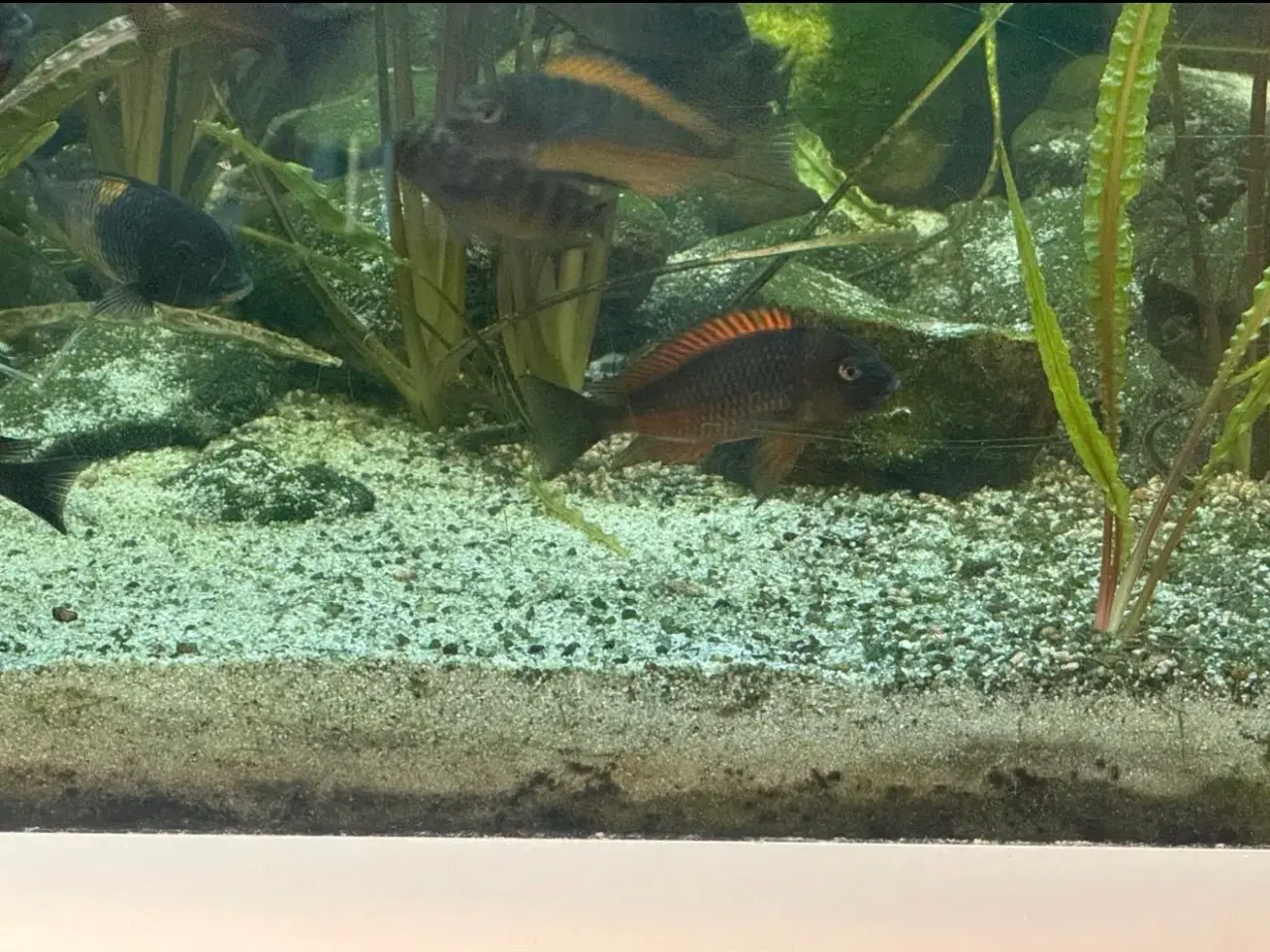 Billede 2 - Tropheus moliro
