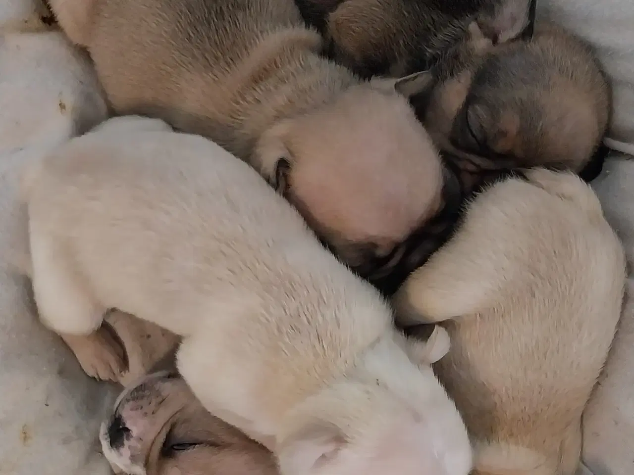 Billede 3 - Ægte Franske Bulldogs