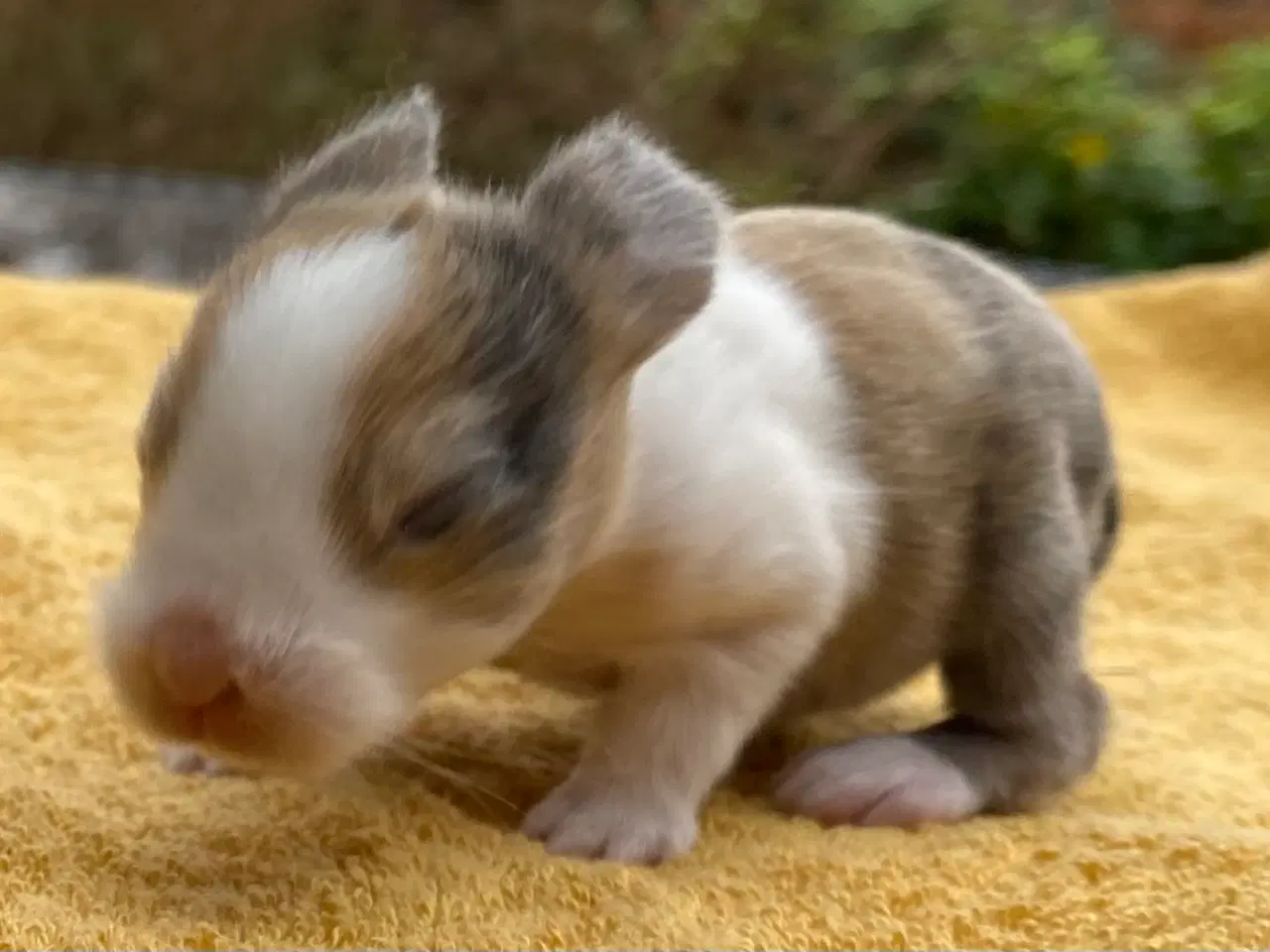 Billede 6 - HOLLÆNDER HAN JAPANER SORT/GUL