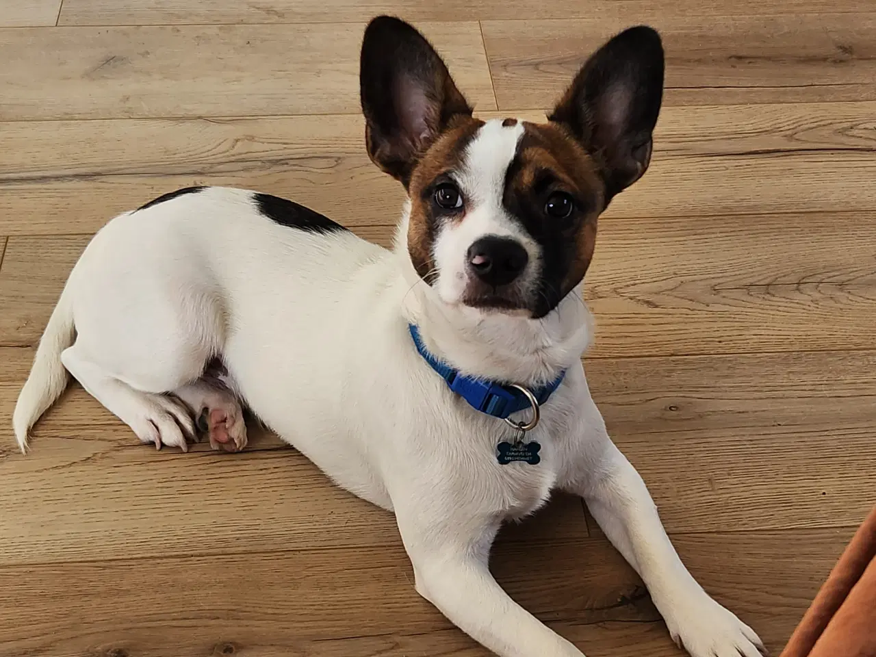 Billede 3 - Skøn hvalp 