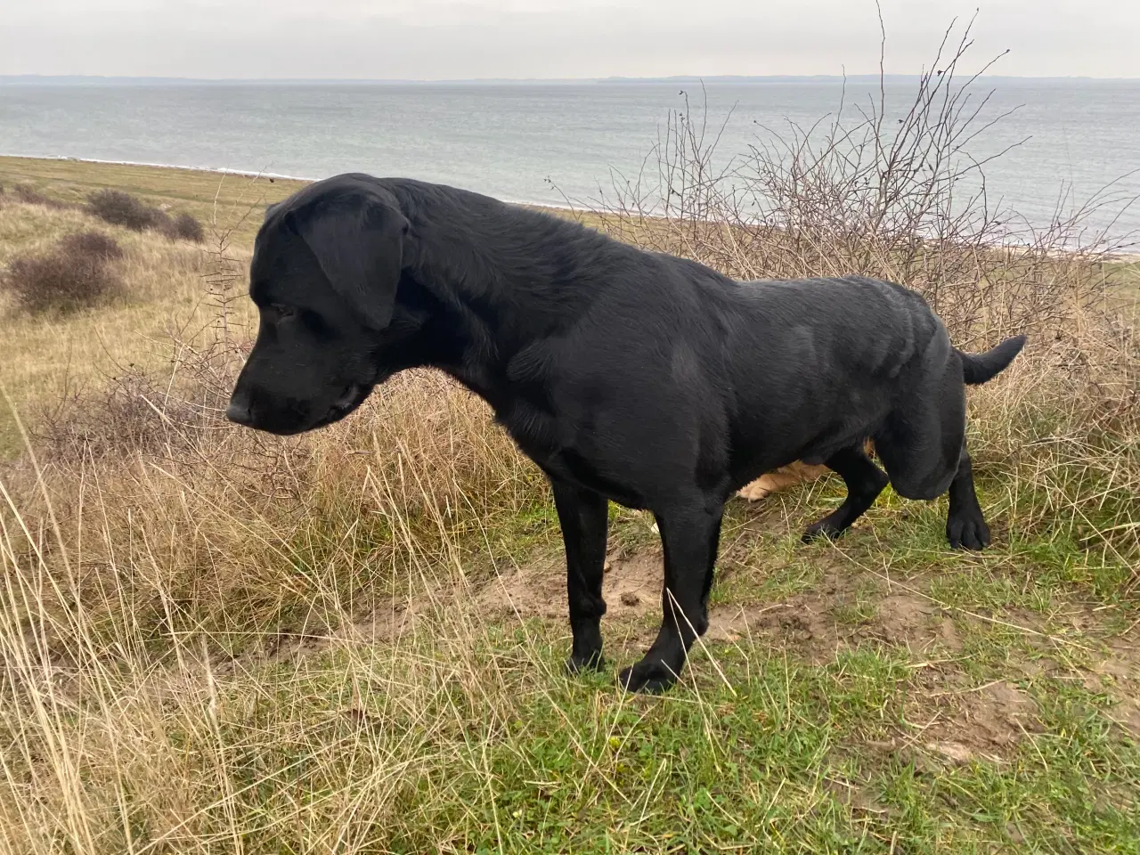 Billede 2 - Lækker, samarbejdsvillig han til jagt og prøver