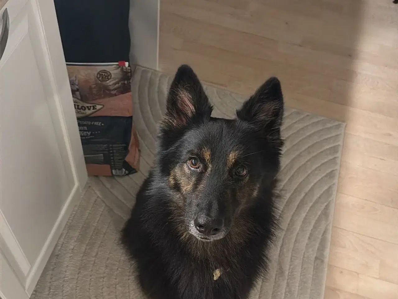 Billede 2 - Søde Scooby søger nyt hjem