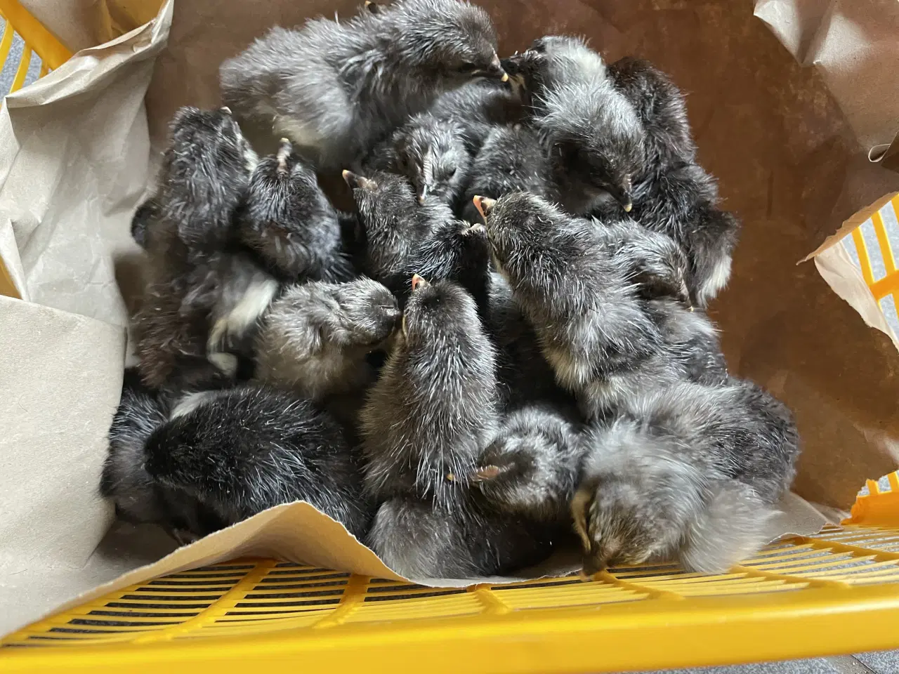 Billede 1 - Daggamle Silverruds blå, 8.3