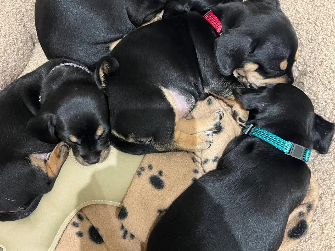 Billede 5 - Chiweenie - hvalp til slag - 4 skønne små piger 