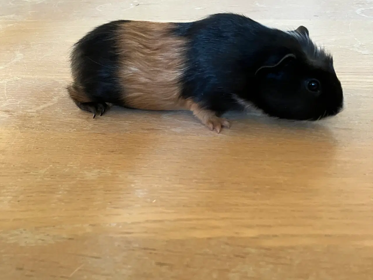 Billede 8 - Smukke marsvineuger