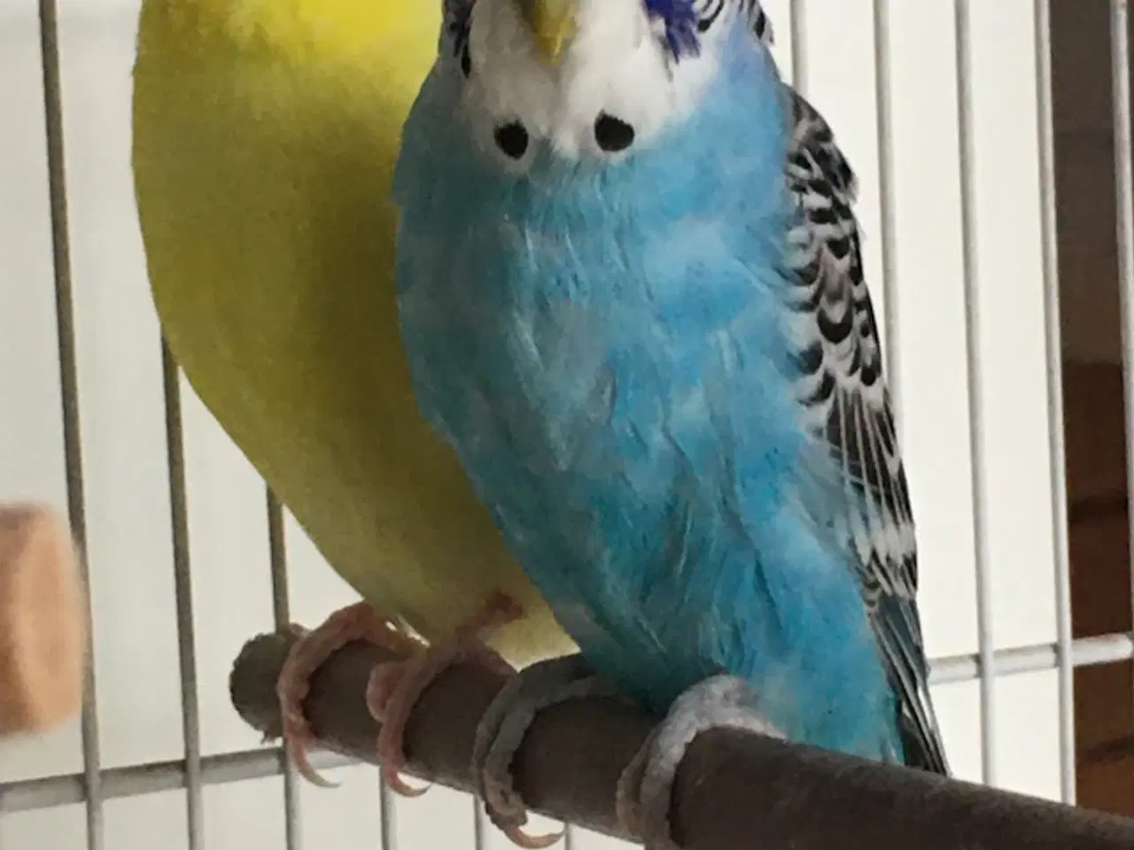 Billede 2 - Undulat par til salg