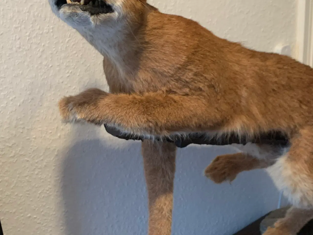 Billede 3 - Udstoppet caracal/ørkenlos