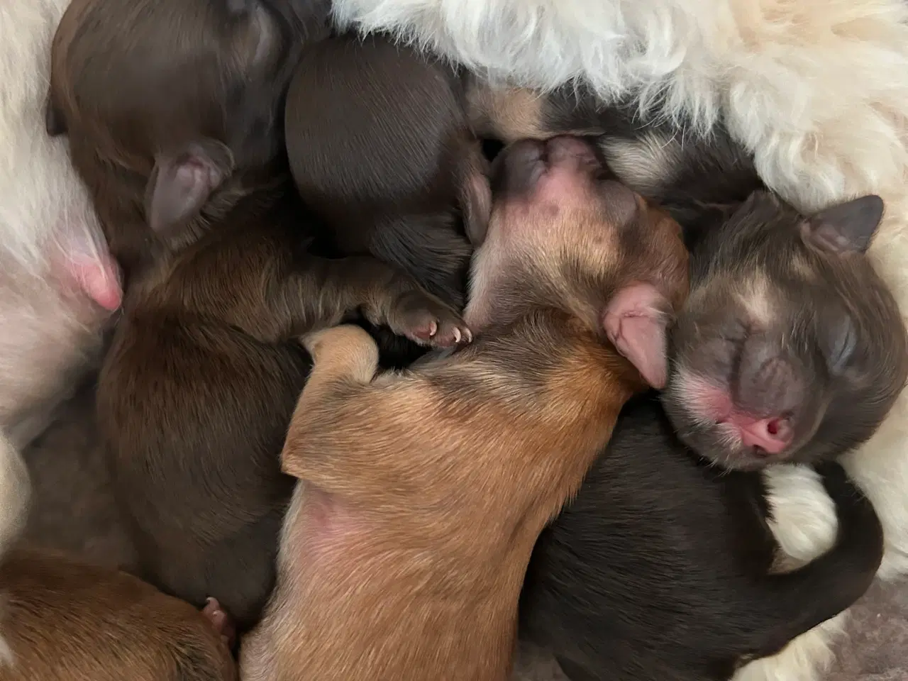 Billede 3 - Bichon havanais hvalpe