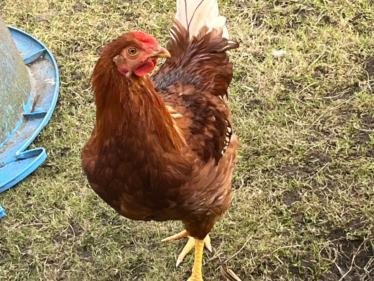 Billede 1 - Haner fra november 