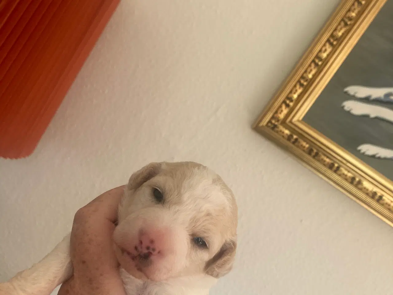 Billede 5 - Dansk/svensk gårdhunde hvalpe