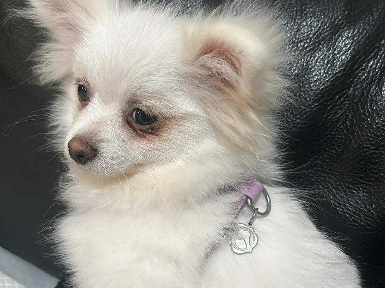 Billede 12 - Mini Pomeranian 
