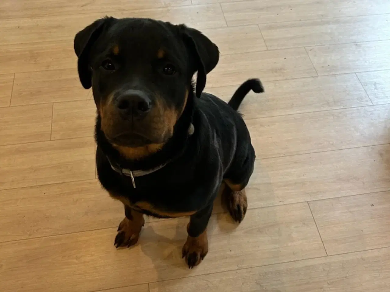 Billede 1 - Rottweiler 