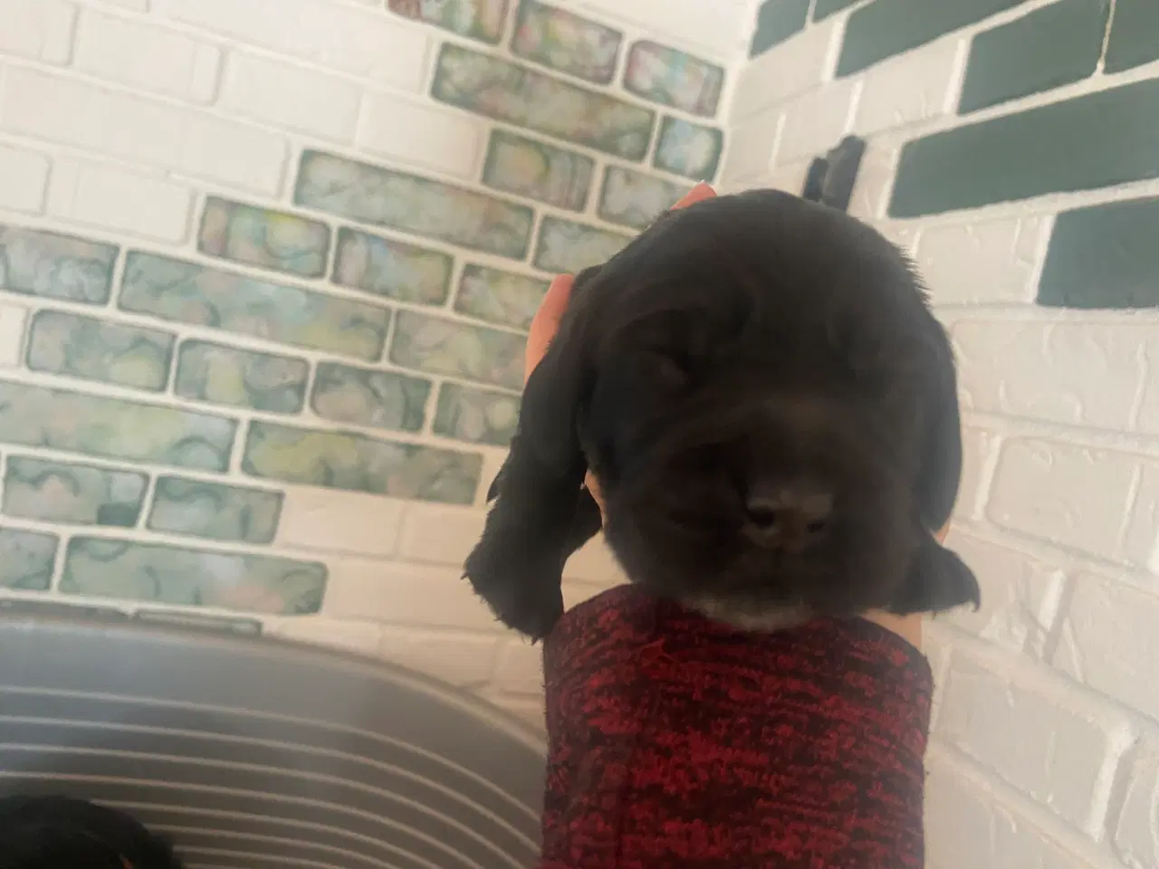 Billede 15 - Eng Cocker spaniels