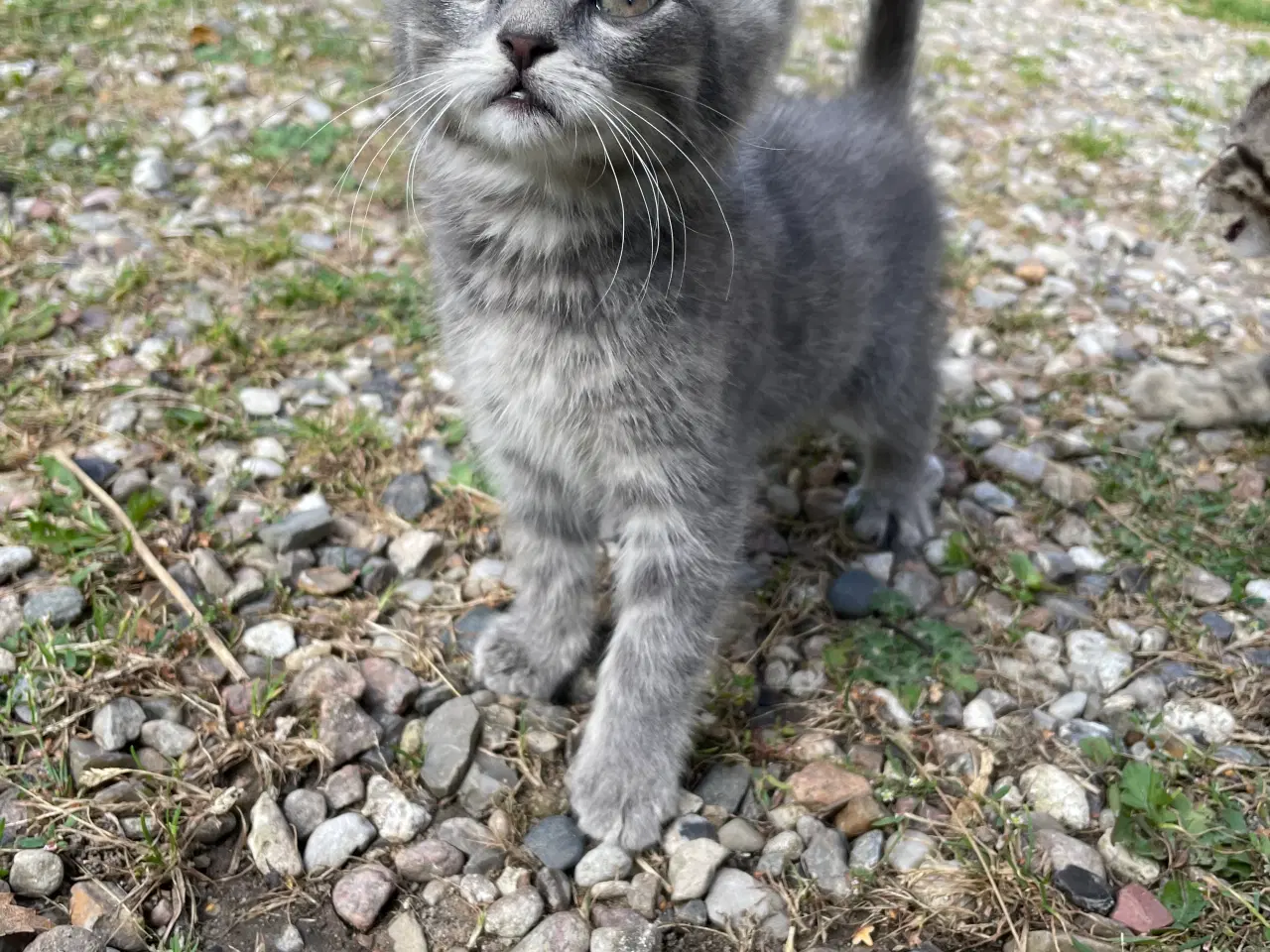 Billede 7 - Tre små katte