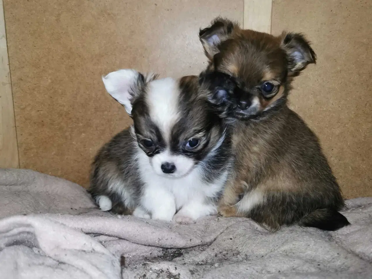 Billede 1 - Langhåret Chihuahua hvalpe