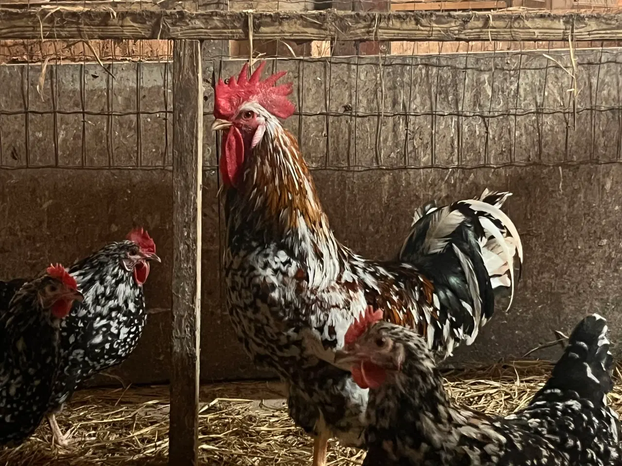 Billede 5 - Rugeæg fra race høns