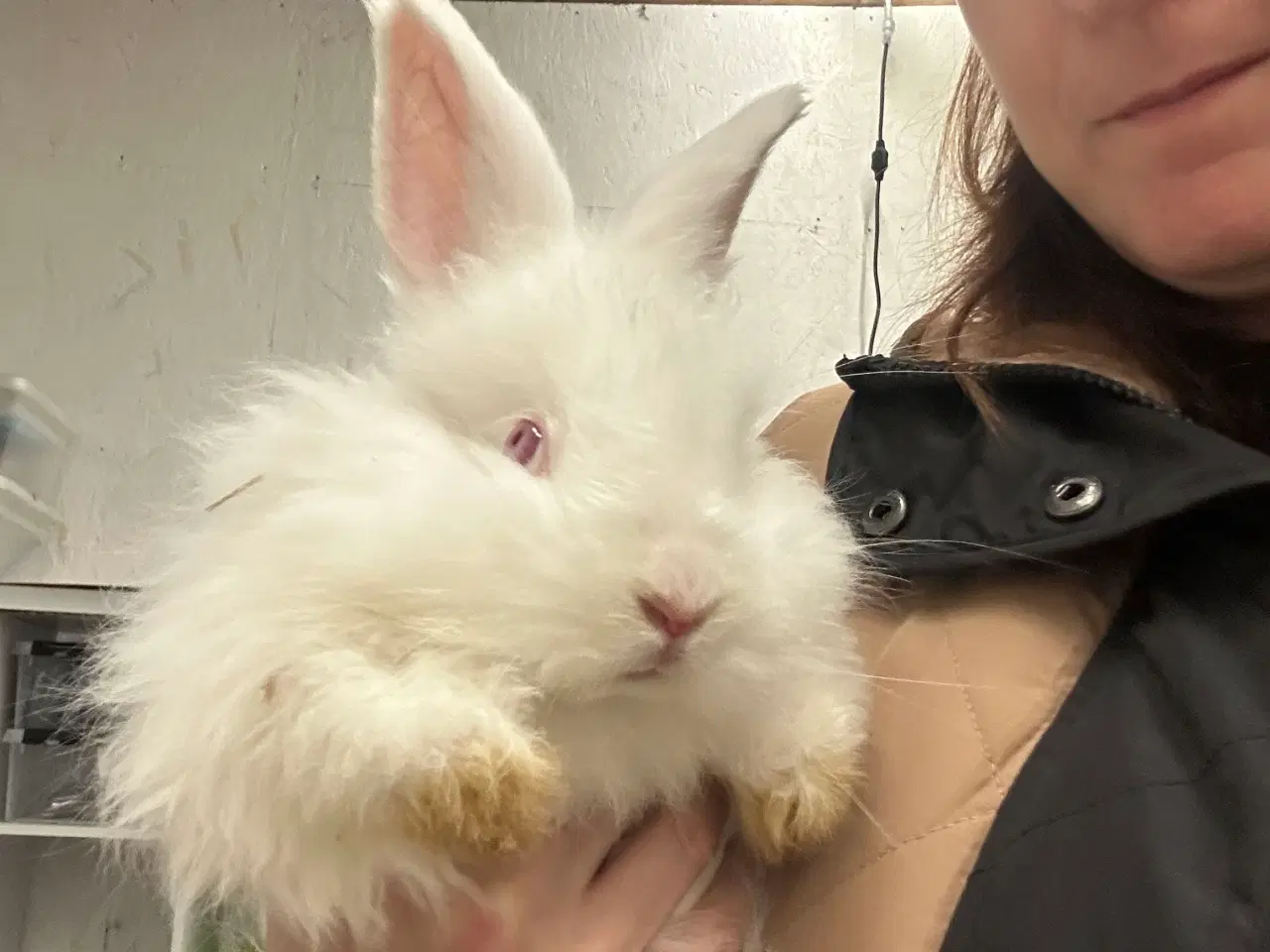 Billede 4 - Angora kaniner 