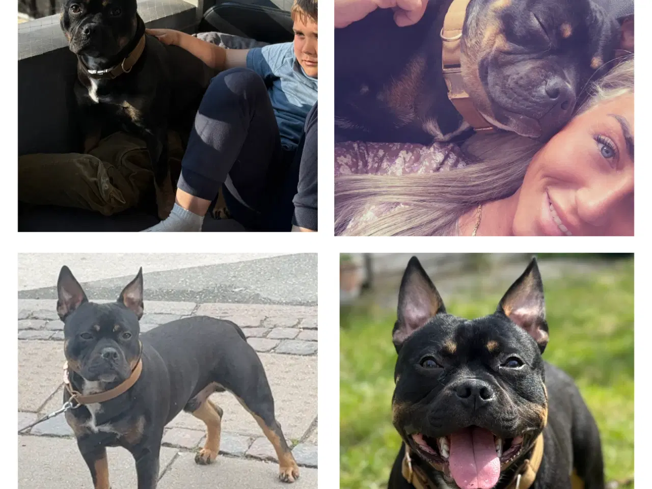 Billede 5 - Blandingshund søger foreverhome