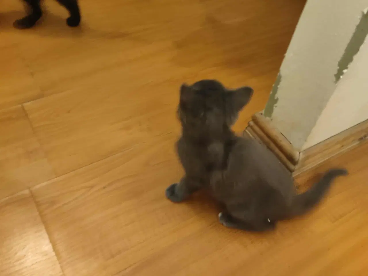 Billede 3 - killinger med et Himalaya gen