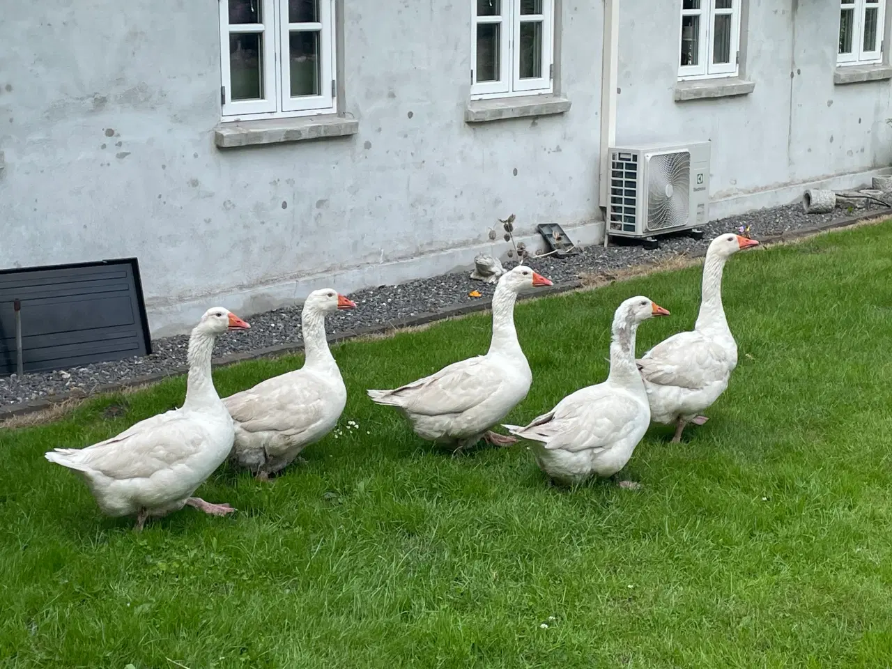 Billede 3 - Store hvide gæs