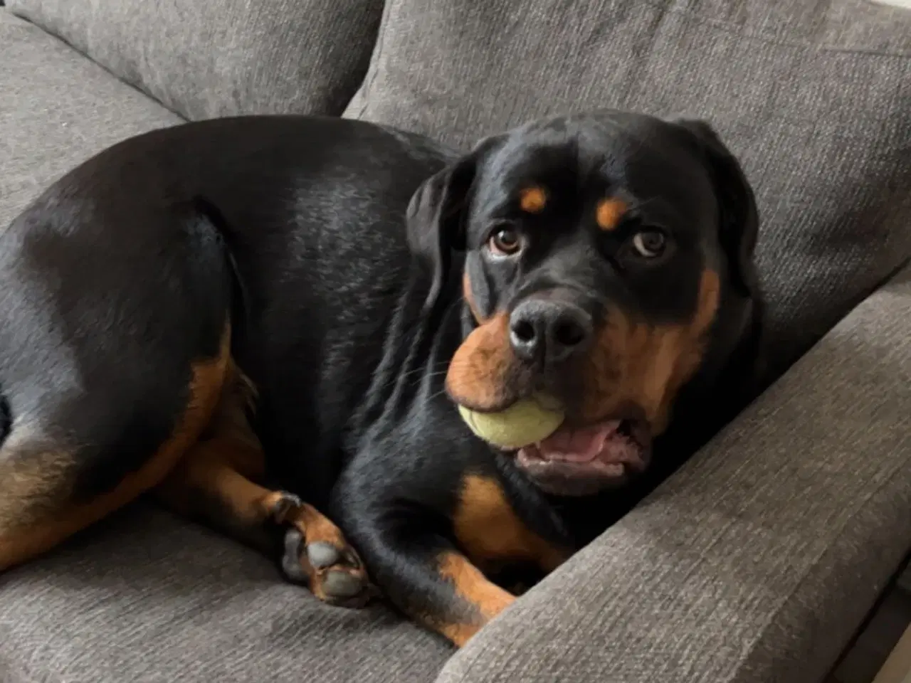 Billede 1 - Kærligt hjem søges til Berta 🐾