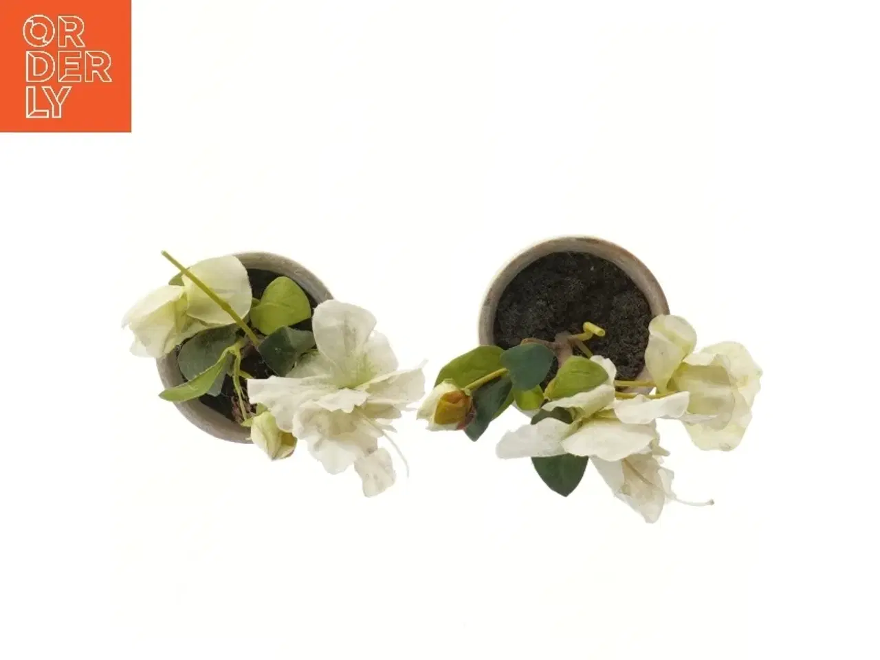 Billede 2 - Dekorative blomster i potte (str. 17 cm)