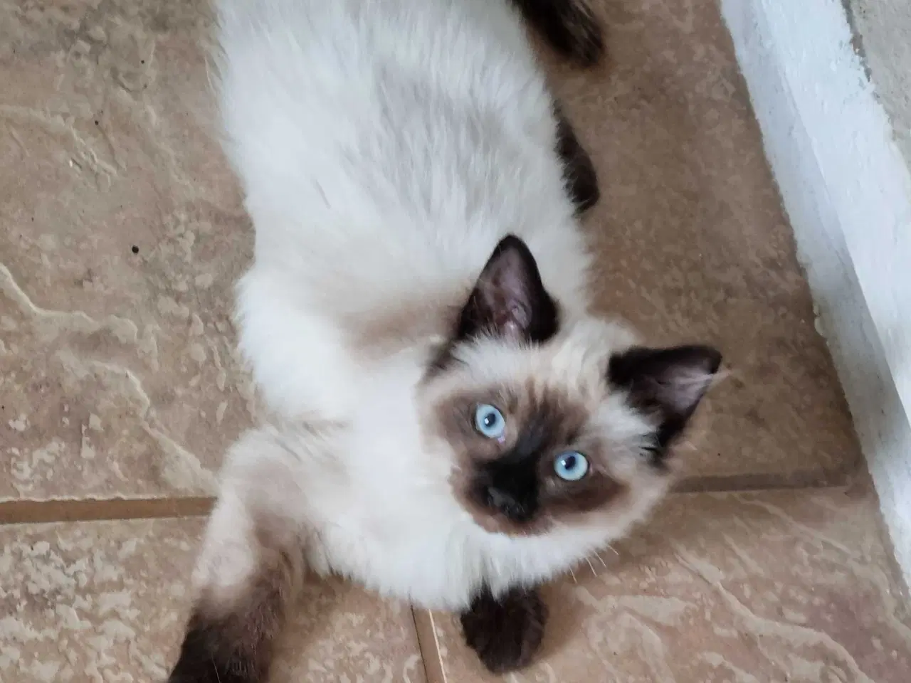 Billede 5 - Ragdoll han killinge 