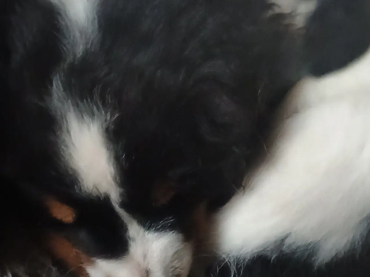 Billede 14 - Berner Sennen/Cocker Spaniel/Isl. Fårehund 