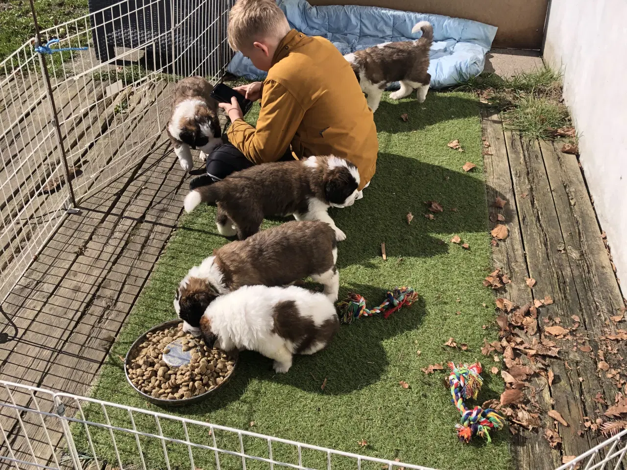 Billede 1 - Langhåret sankt Bernhard hvalpe