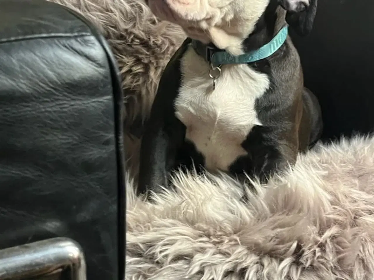 Billede 6 - Old english bulldog