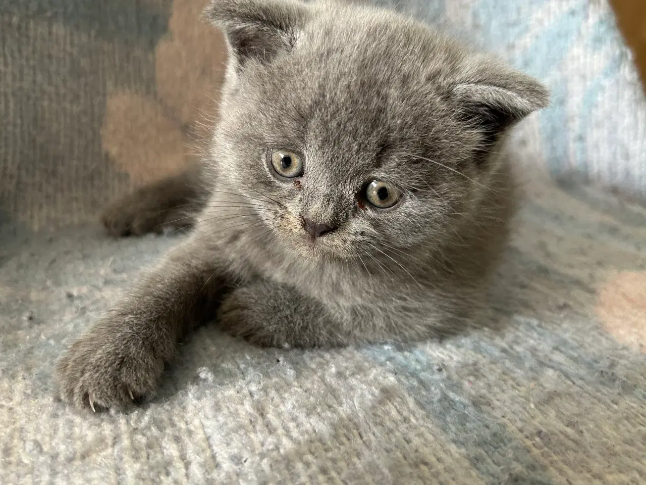 Billede 3 - British shorthair killinger sælges
