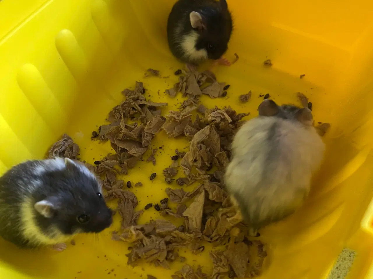 Billede 2 - Hamster hun 