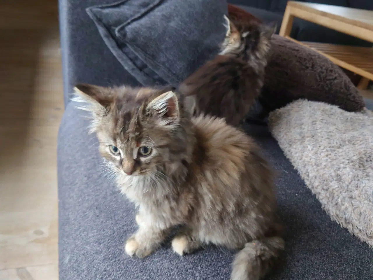 Billede 19 - Maine coon killing Far med tavle