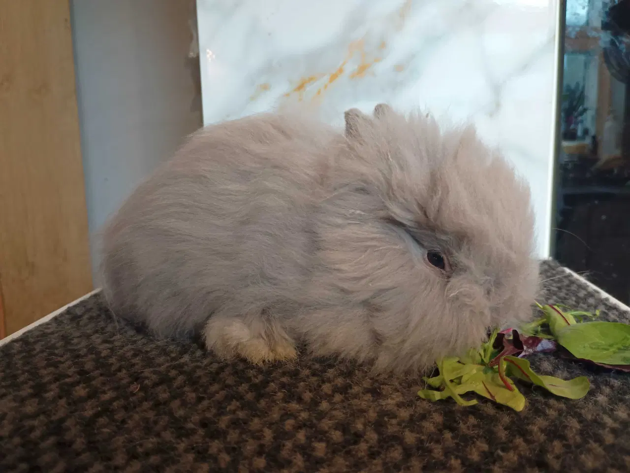 Billede 6 - Ren Racet Teddy (dværg angora kanin) dreng