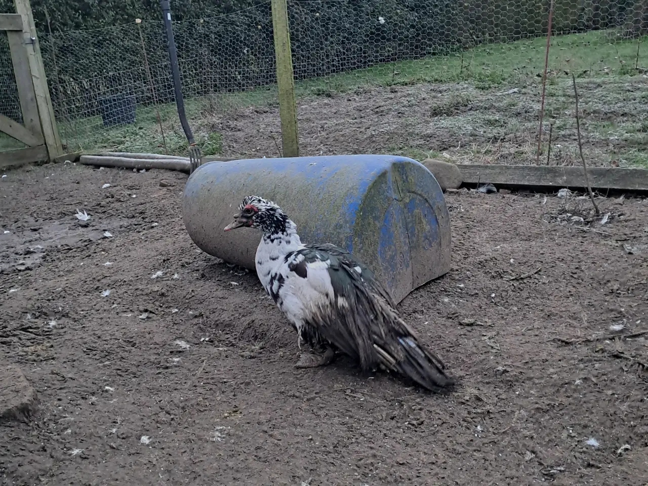 Billede 1 - Moskusandrik