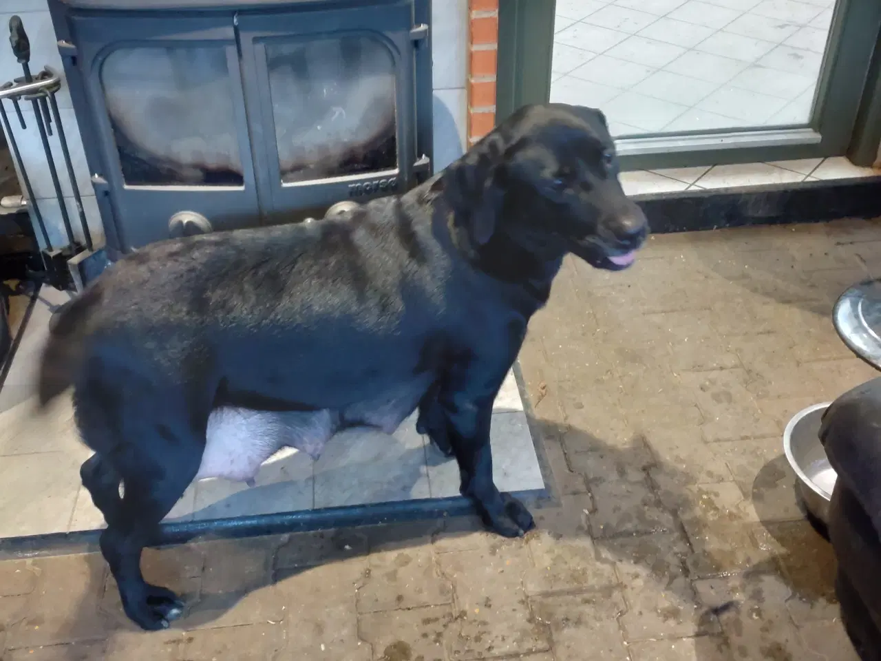 Billede 4 - Labrador/rottweiler hvalpe sælges 