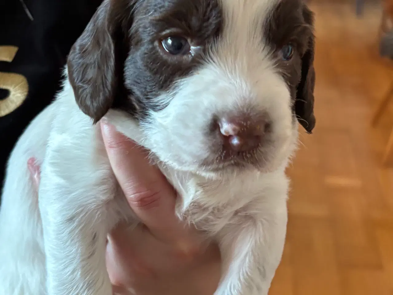 Billede 2 - FT Springer Spaniel