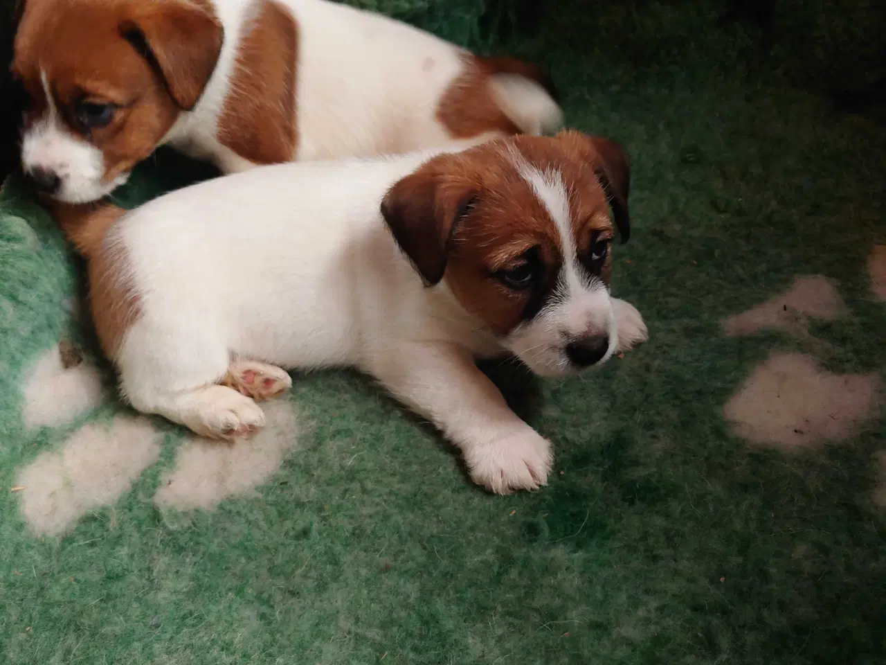 Billede 6 - Jack Russel hvalpe. ( Kort benet type)