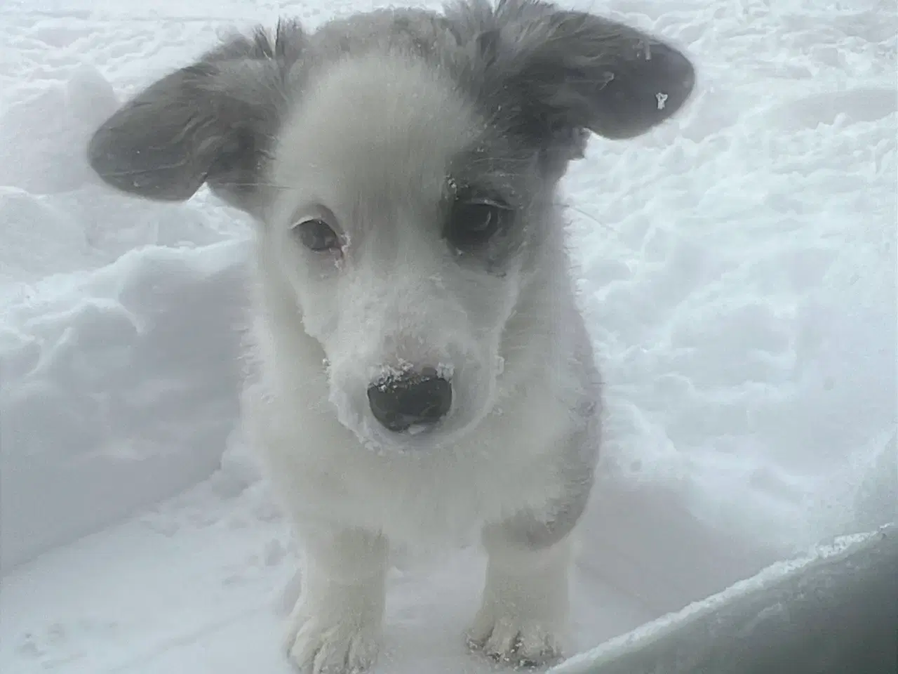 Billede 4 - Welsh corgi cardigan 