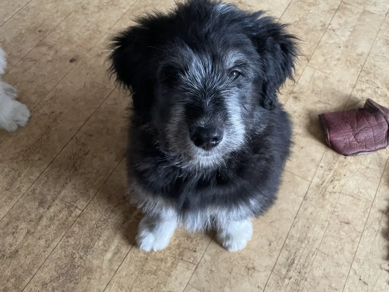 Billede 5 - Golden Doodle & Alaskan Malamute Hvalpe