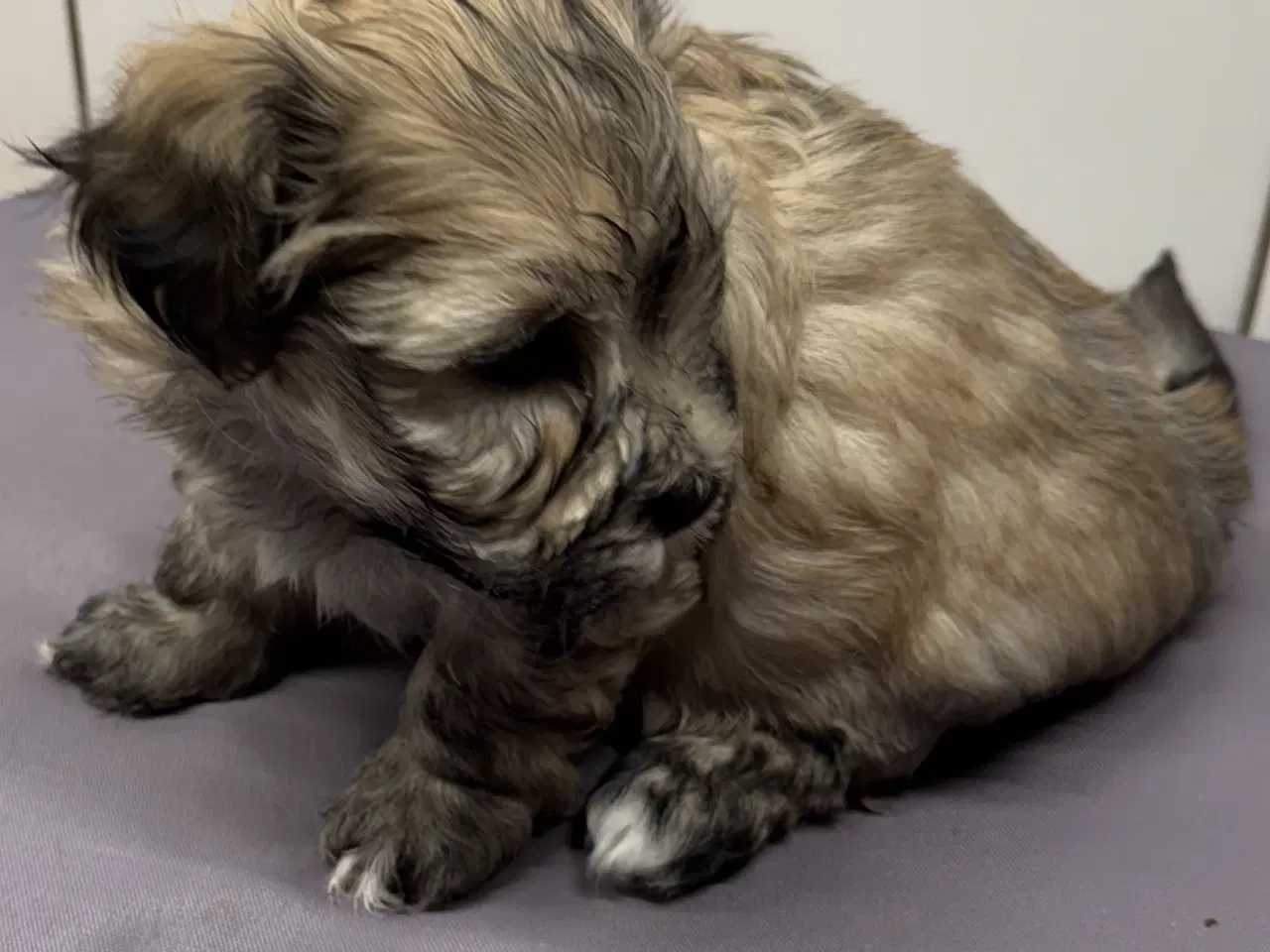 Billede 3 - Bichon Havanais hvalpe 