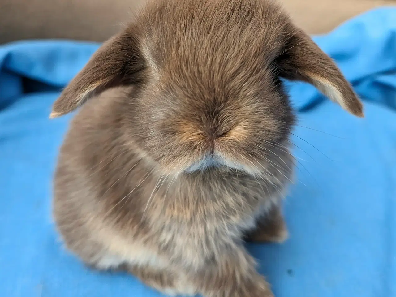 Billede 3 - Minilop kaninunge sælges