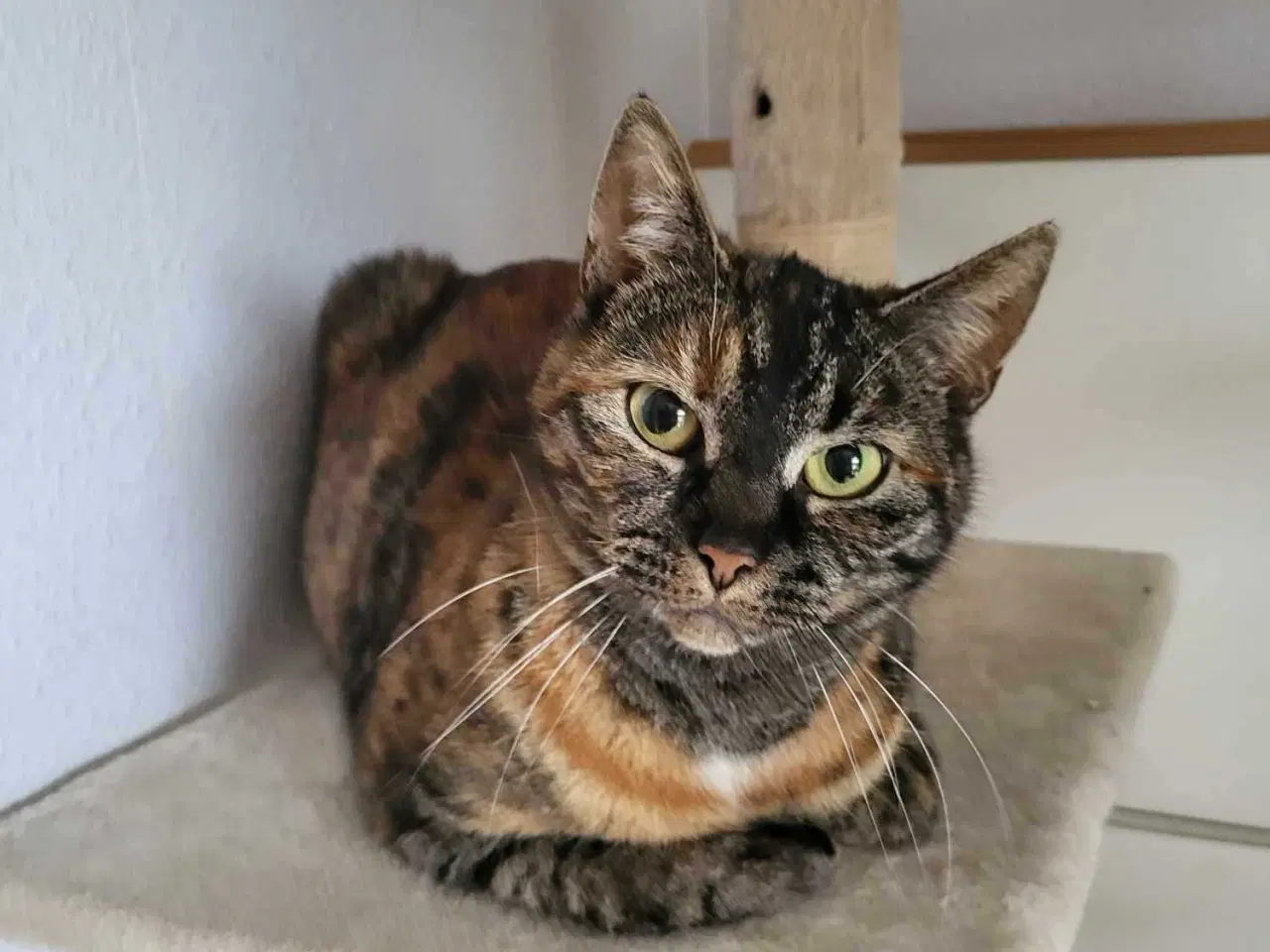 Billede 1 - Lady ♀️ Neutraliseret, vaccineret og øremærket