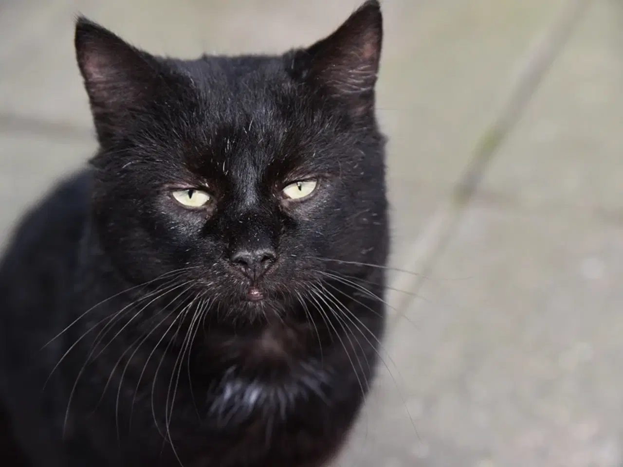 Billede 8 - Statslig Britisk Bombay-hankat søger nyt hjem