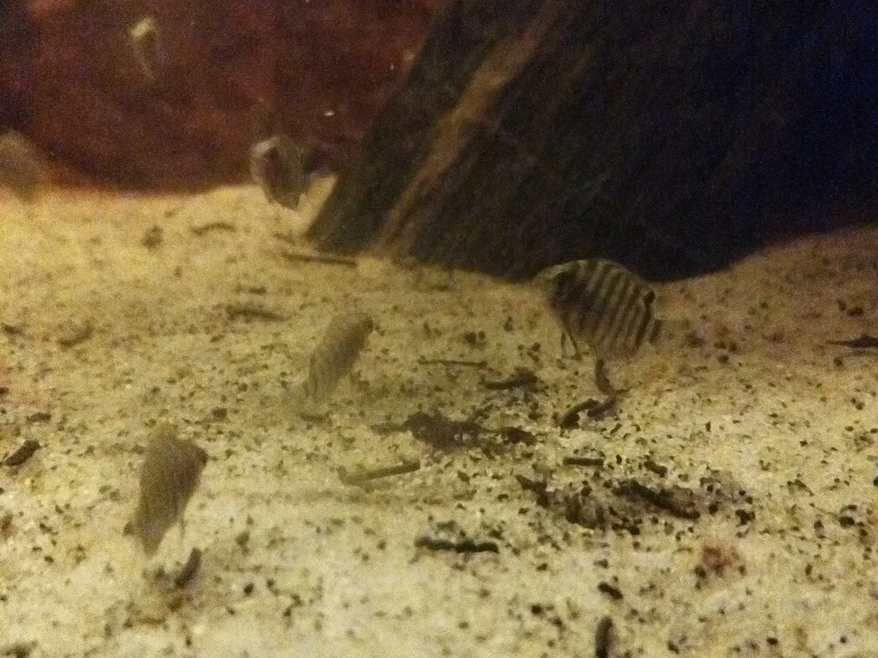 Billede 3 - Red shoulder sevrum unger