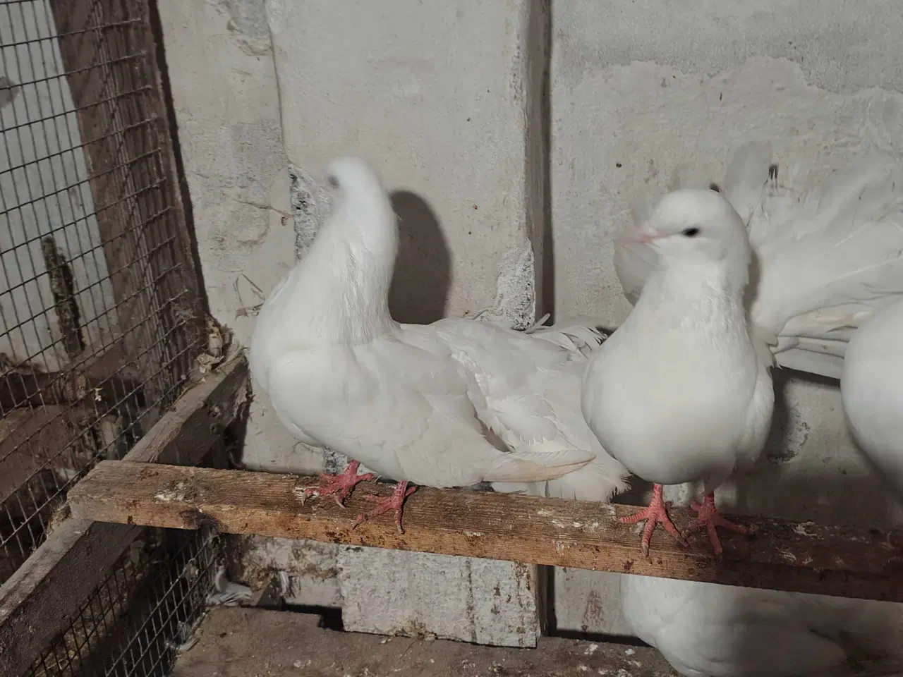 Billede 4 - Højstjerter