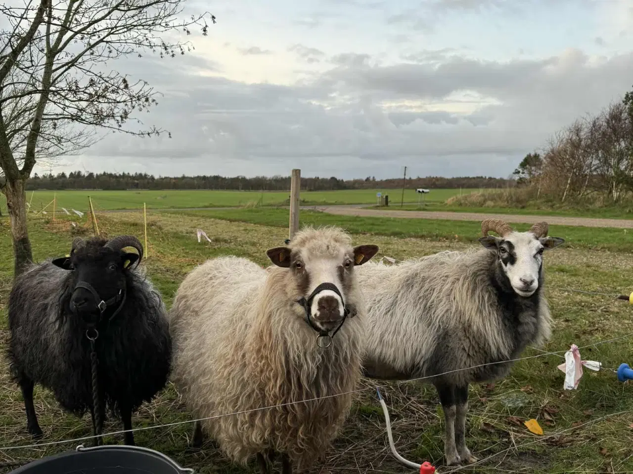 Billede 8 - Spælsau moderfår