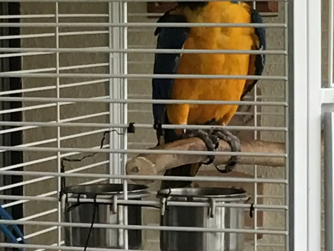 Billede 8 - Ara papegøje gul og blå