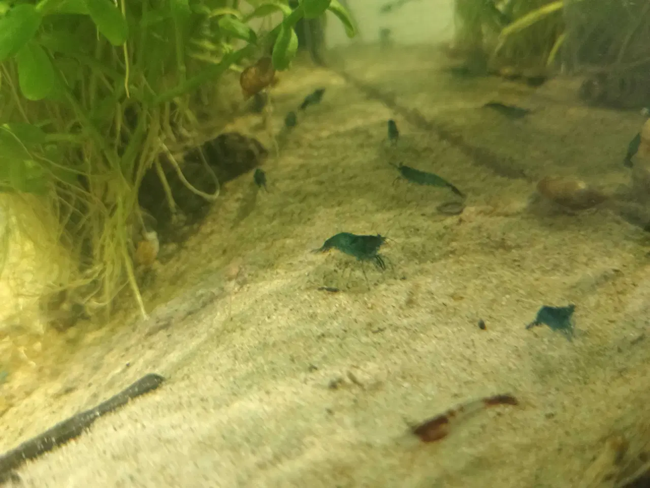 Billede 2 - Blue Dream