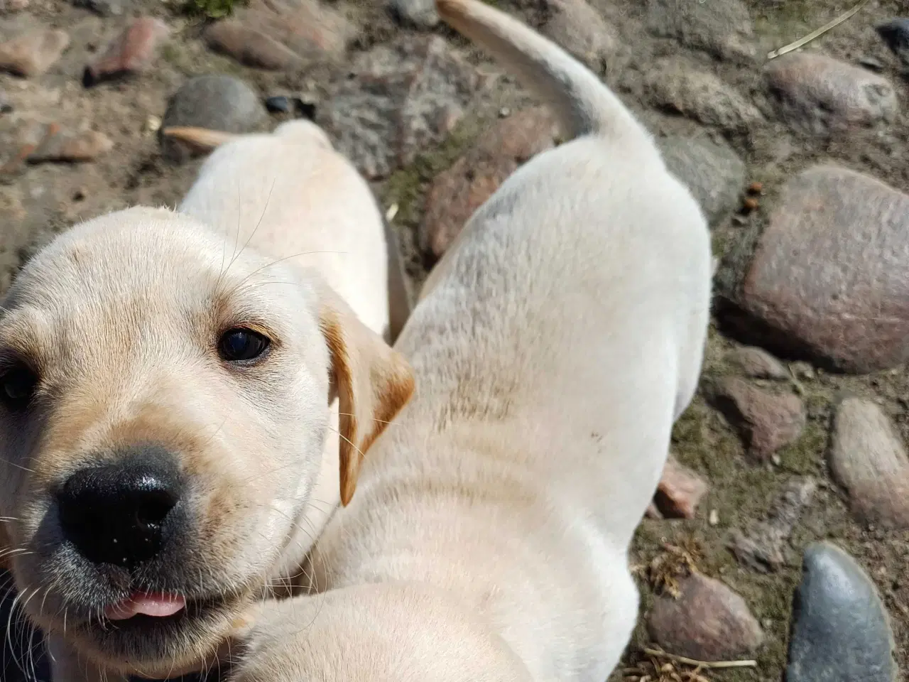 Billede 9 - Labrador F1 hvalpe
